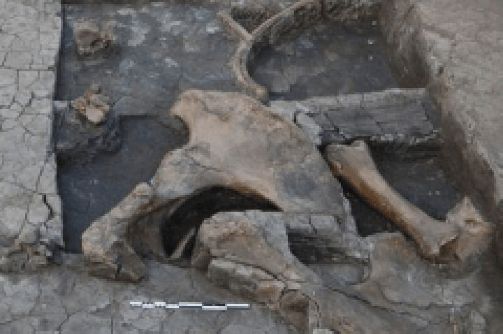 Ferramenta de madeira mais antiga servia para abate de elefantes na Grécia